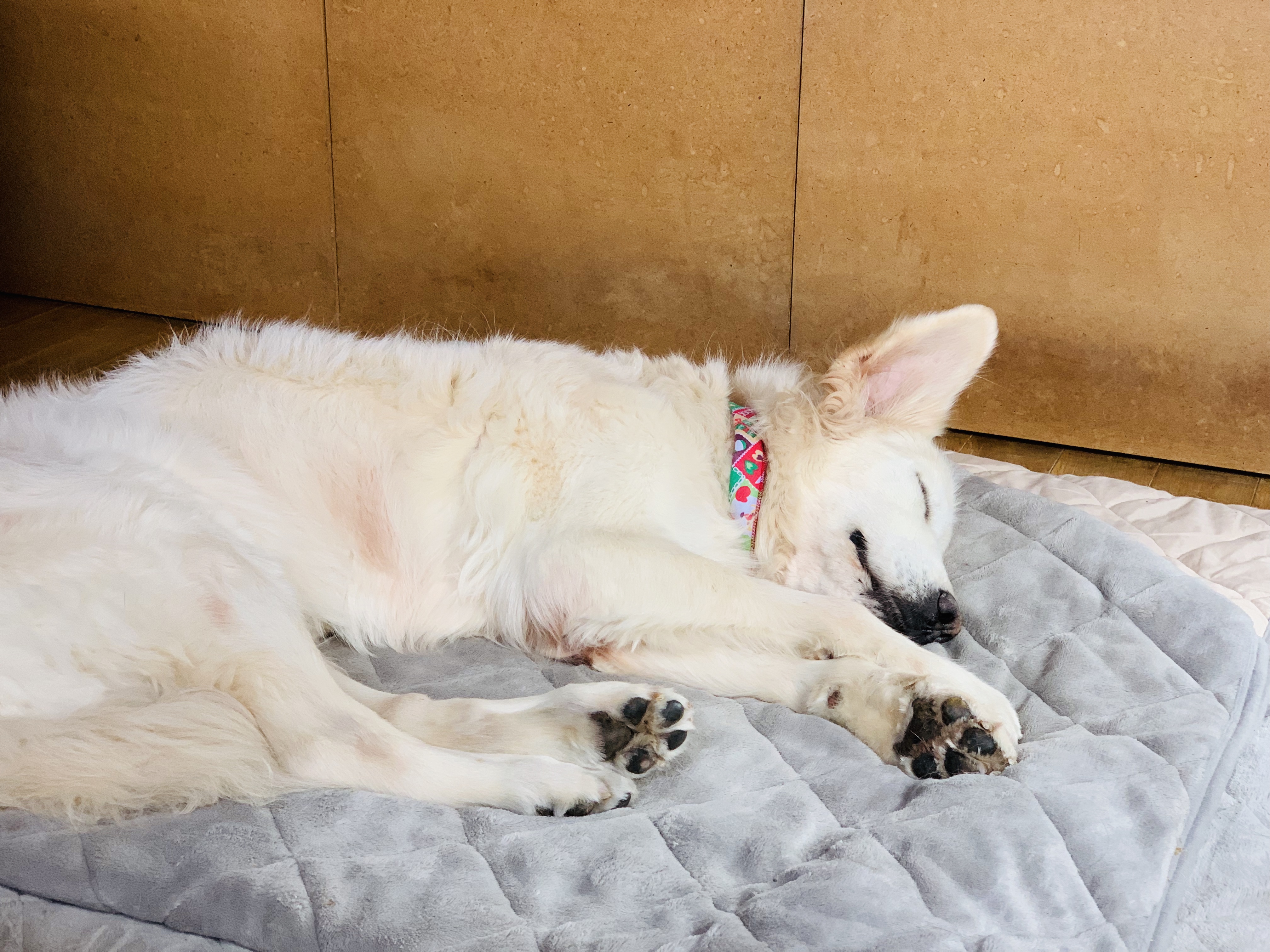 老犬介護 ほぼほぼ毎日どうぶつの森